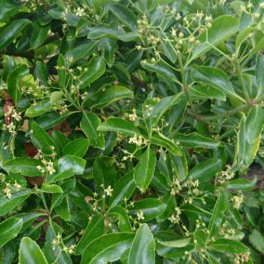 Euonymus Japonicus