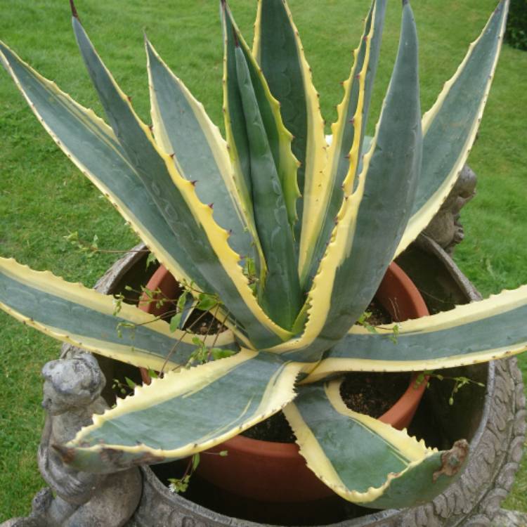 plant image 519253