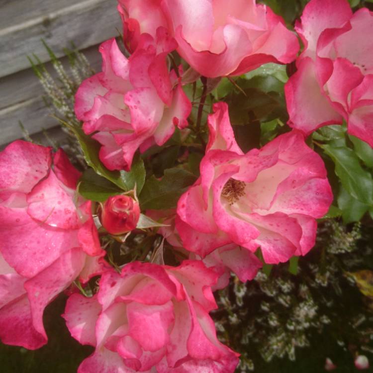 Plant image Rosa 'Meilasso' syn. Rosa 'Birthday Girl'