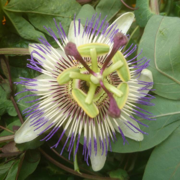 plant image 526213 plant image 526213