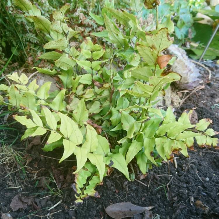 Plant image Cyrtomium Fortunei