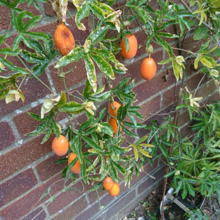 plant image 532470 plant image 532470