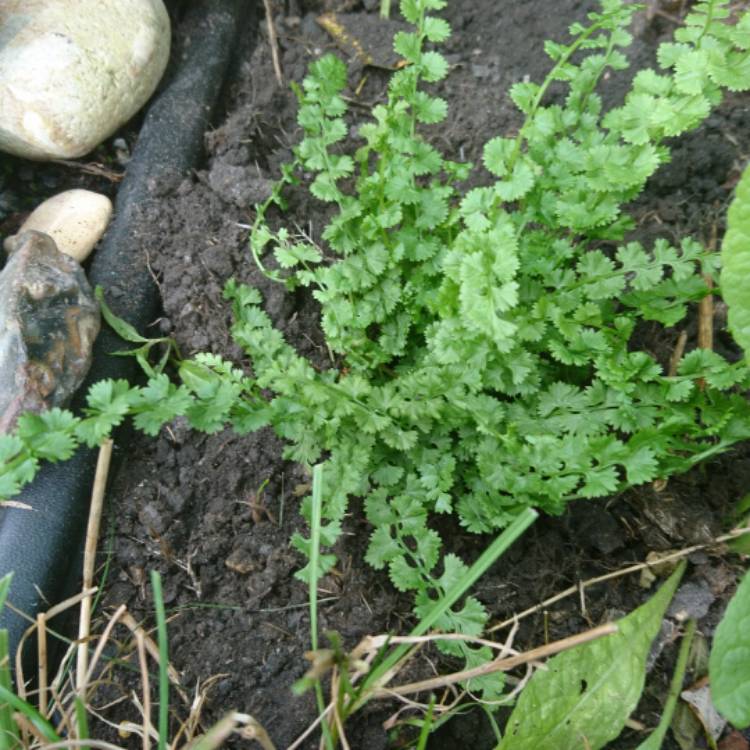 Plant image Athyrium filix-femina 'Frizelliae'