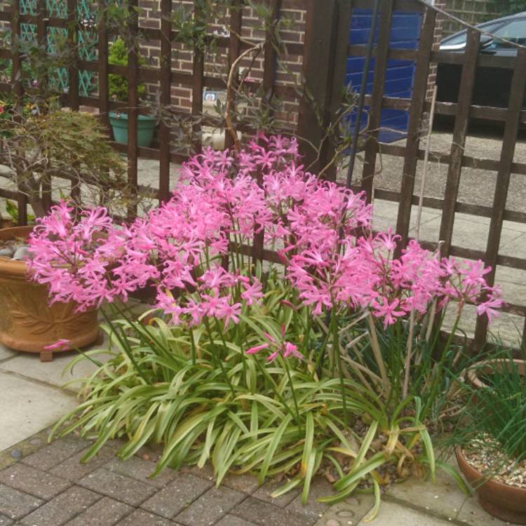 plant image 558919