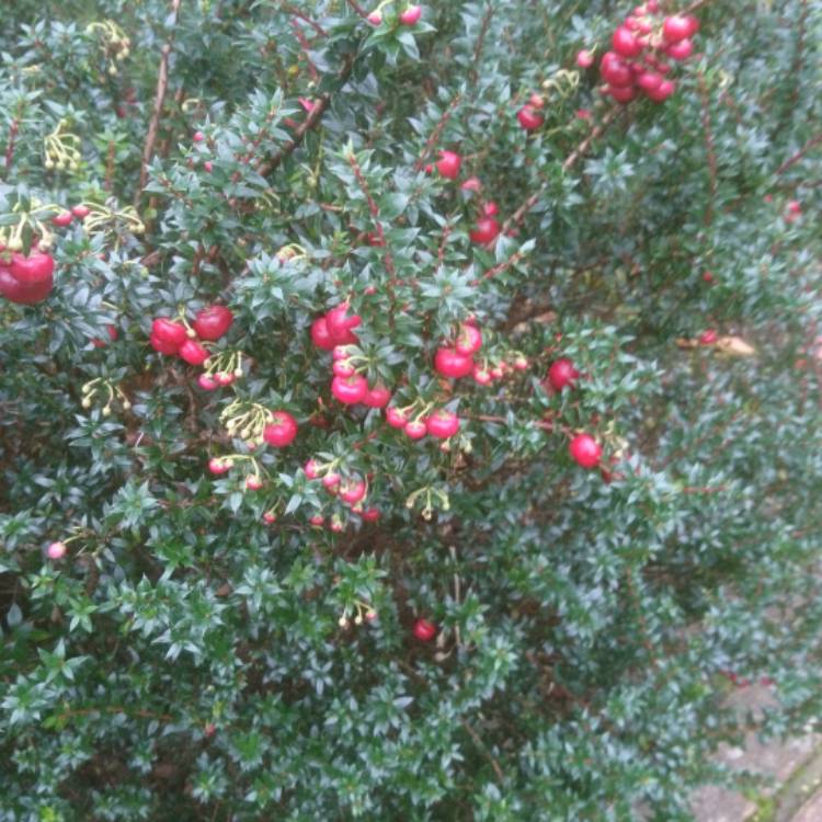 Plant image Pernettya Mucronata