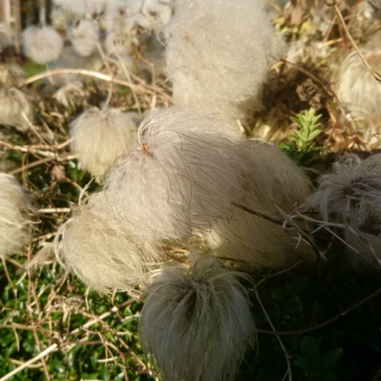 Plant image Clematis tangutica