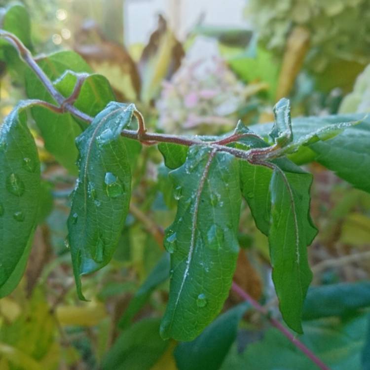Plant image Lonicera japonica 'Halliana'