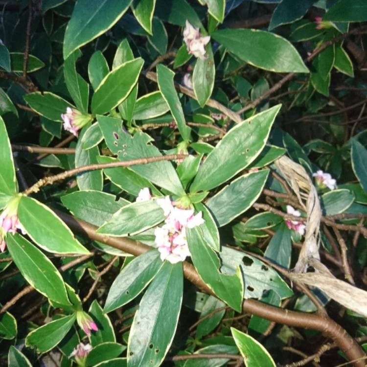 Daphne Odora 'Aureomarginata', Gold-edged winter Daphne - uploaded by ...