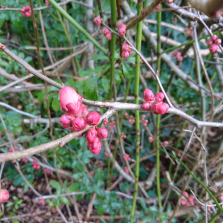 Plant image Chaenomeles x superba 'Pink Lady'