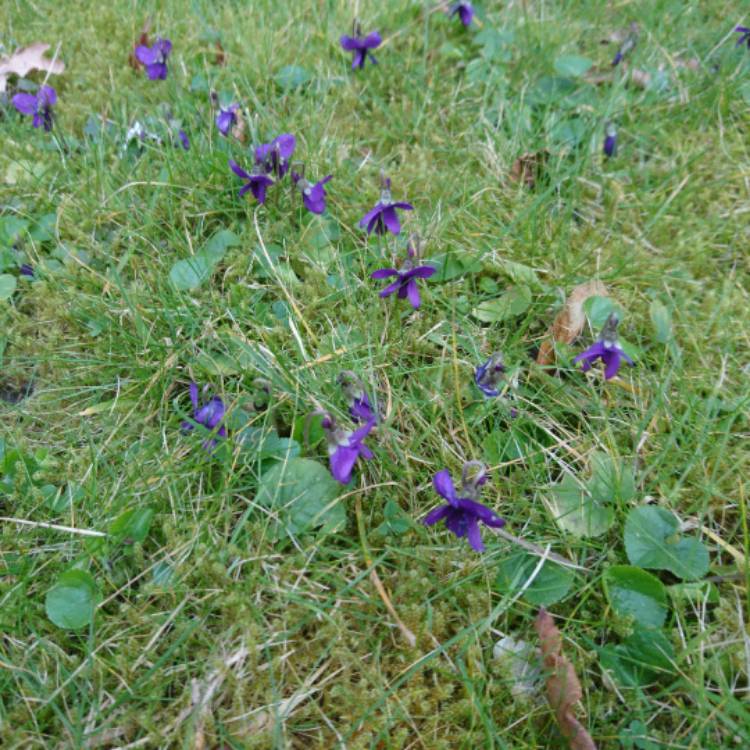 Plant image Viola riviniana 'Purpurea'