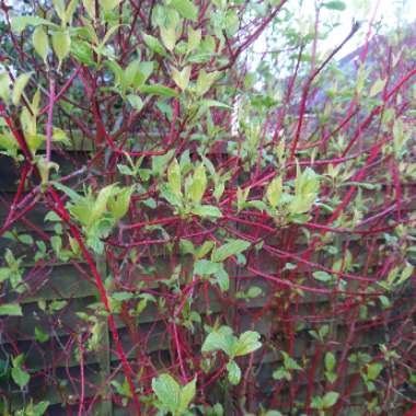 Cornus alba 'Kesselringii'