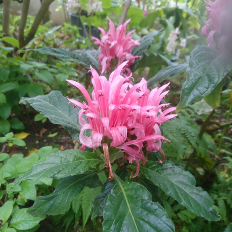 Plant image Justicia carnea