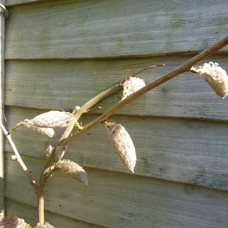 Plant image Wisteria sinensis
