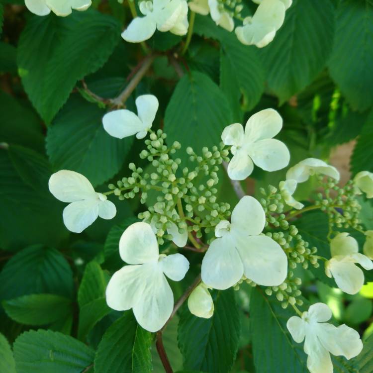 plant image 686357 plant image 686357