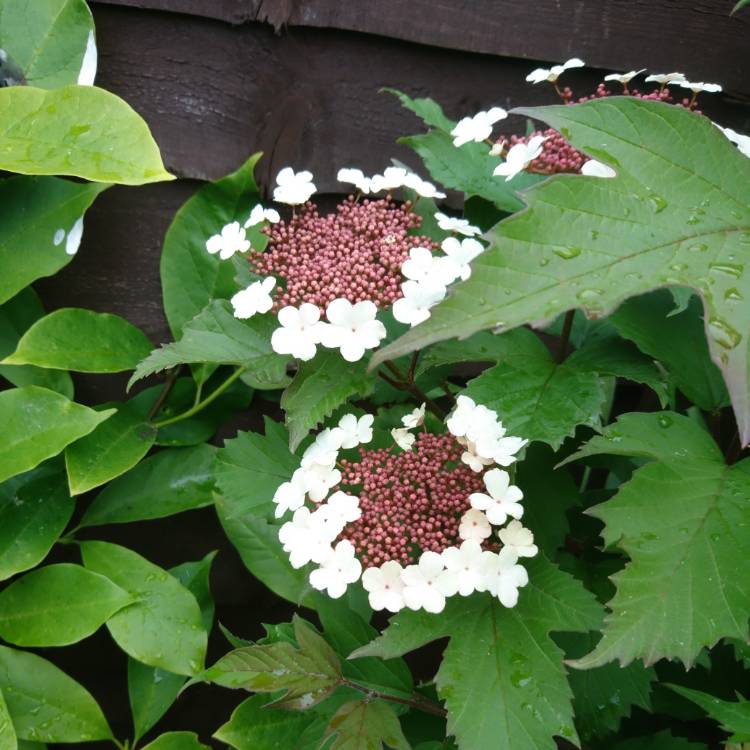plant image 701478