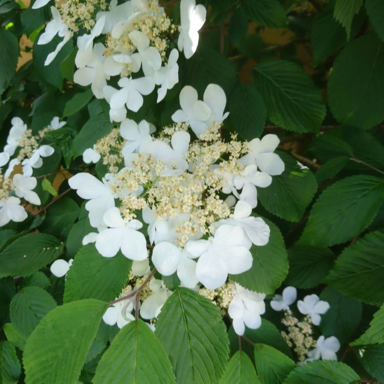 plant image 701496 plant image 701496