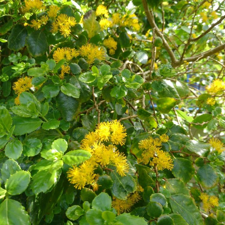 Plant image Azara serrata