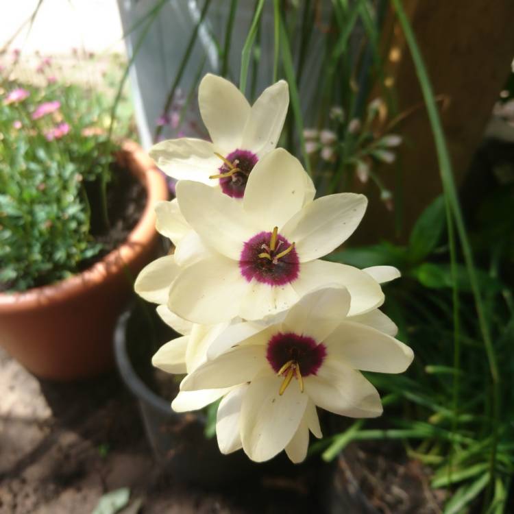 Plant image Ixia