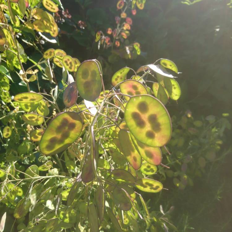 plant image 761312