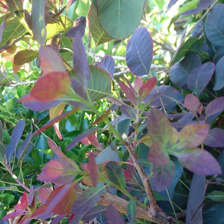 plant image 806984