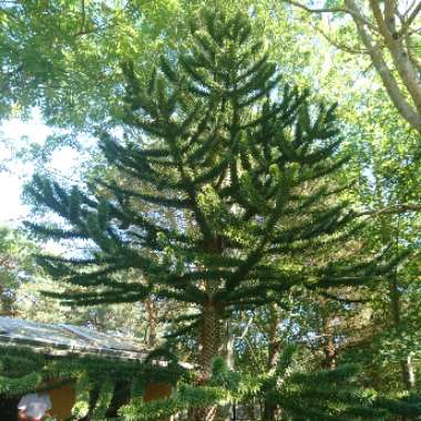 Araucaria araucana