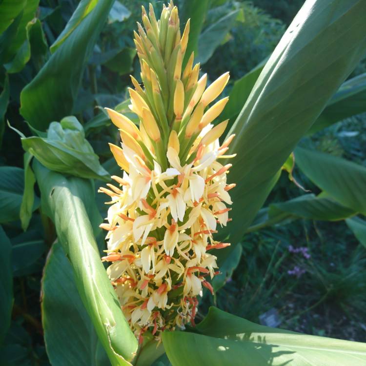 plant image 810559