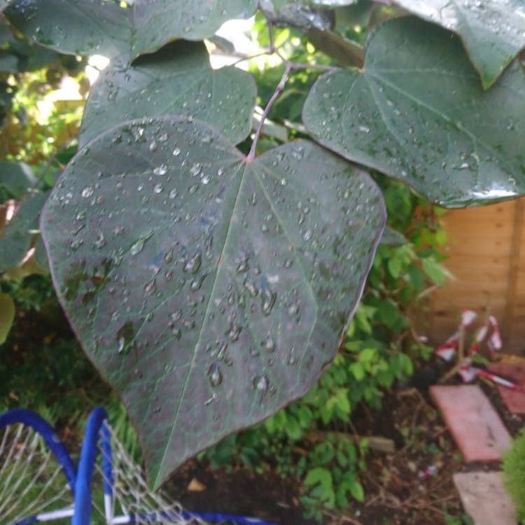 plant image 814490