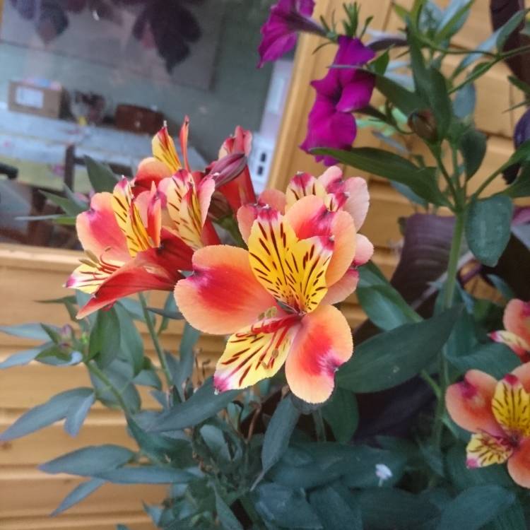 plant image 819814