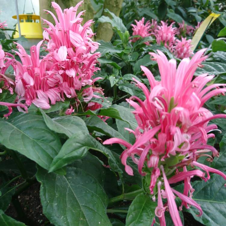 Plant image Justicia carnea