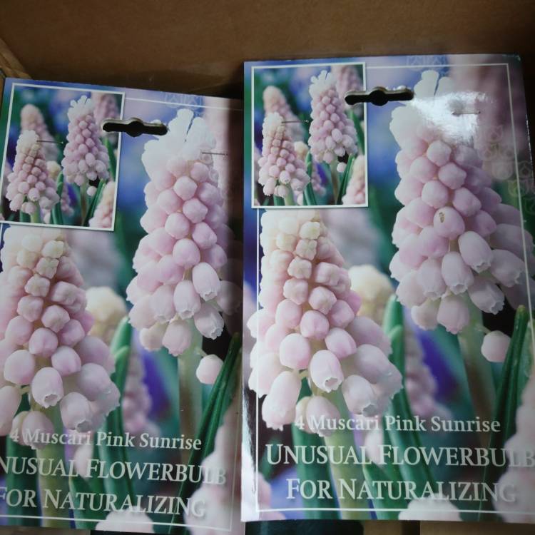 Plant image Muscari 'Pink Sunrise'