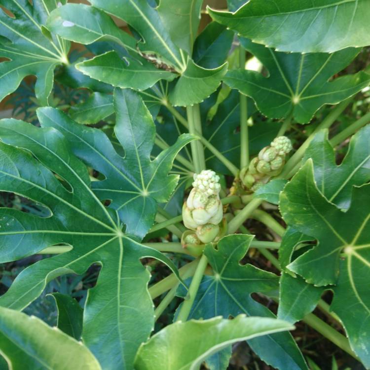 Plant image Fatsia japonica  syn. Aralia japonica