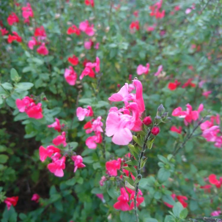 Plant image Salvia
