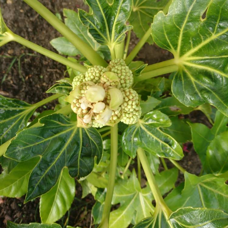 Plant image Fatsia japonica  syn. Aralia japonica