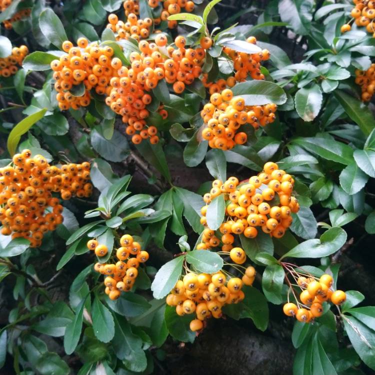 Plant image Pyracantha