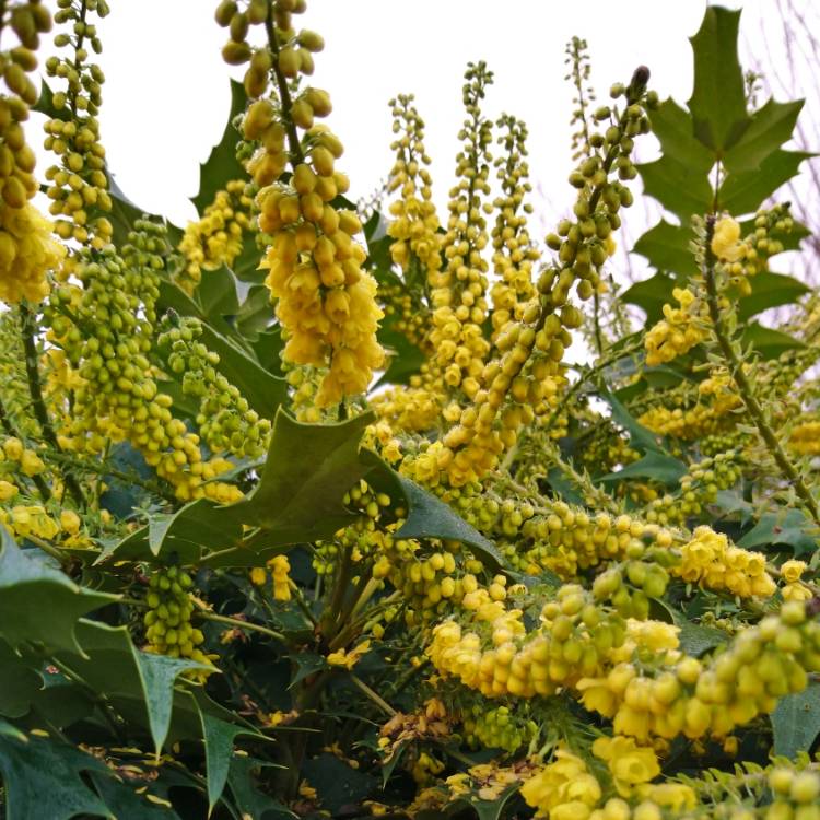 Plant image Mahonia