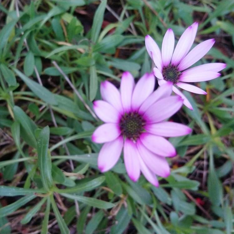 plant image 905932