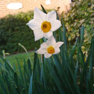 Narcissus