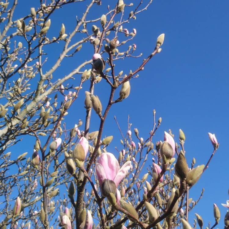 Plant image Magnolia x soulangeana