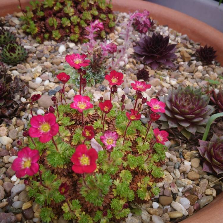 plant image 980818
