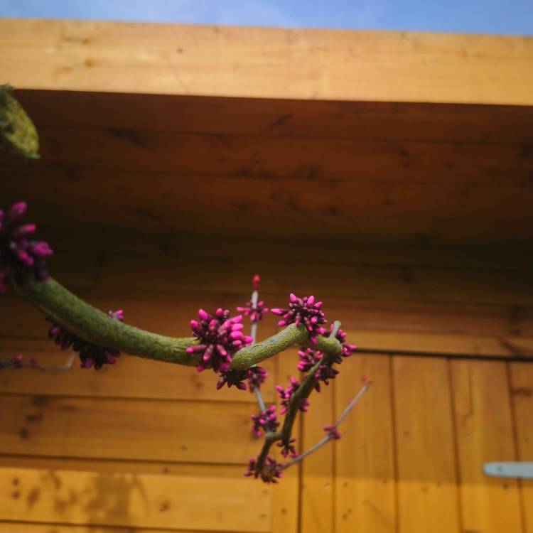 plant image 980819