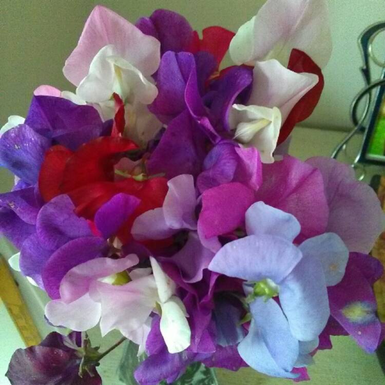Plant image Lathyrus 'Annual Species Mixed'