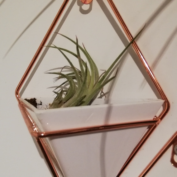 Plant image Tillandsia recurvifolia var. subsecundifolia