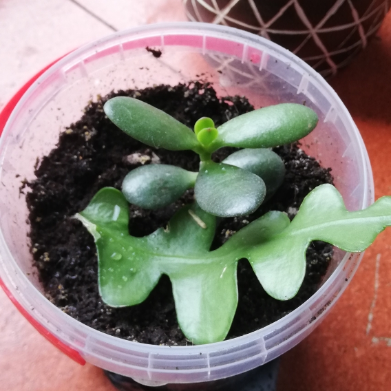 plant image 1183967