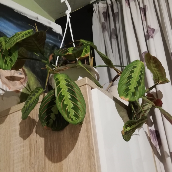 plant image 1253730