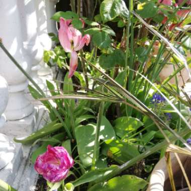 Carolien's garden