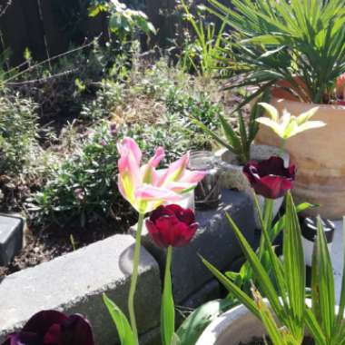 Carolien's garden