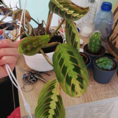 Prayer Plant 'Fascinator Tricolour'