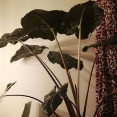 Elephant Ear