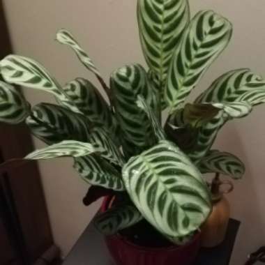 Wishbone Prayer Plant