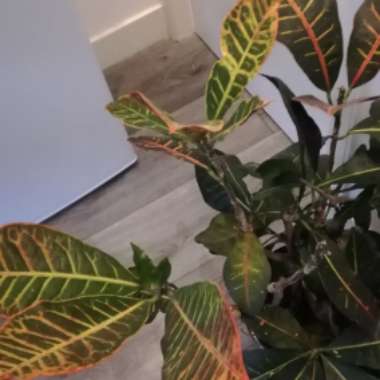 Croton 'Petra'